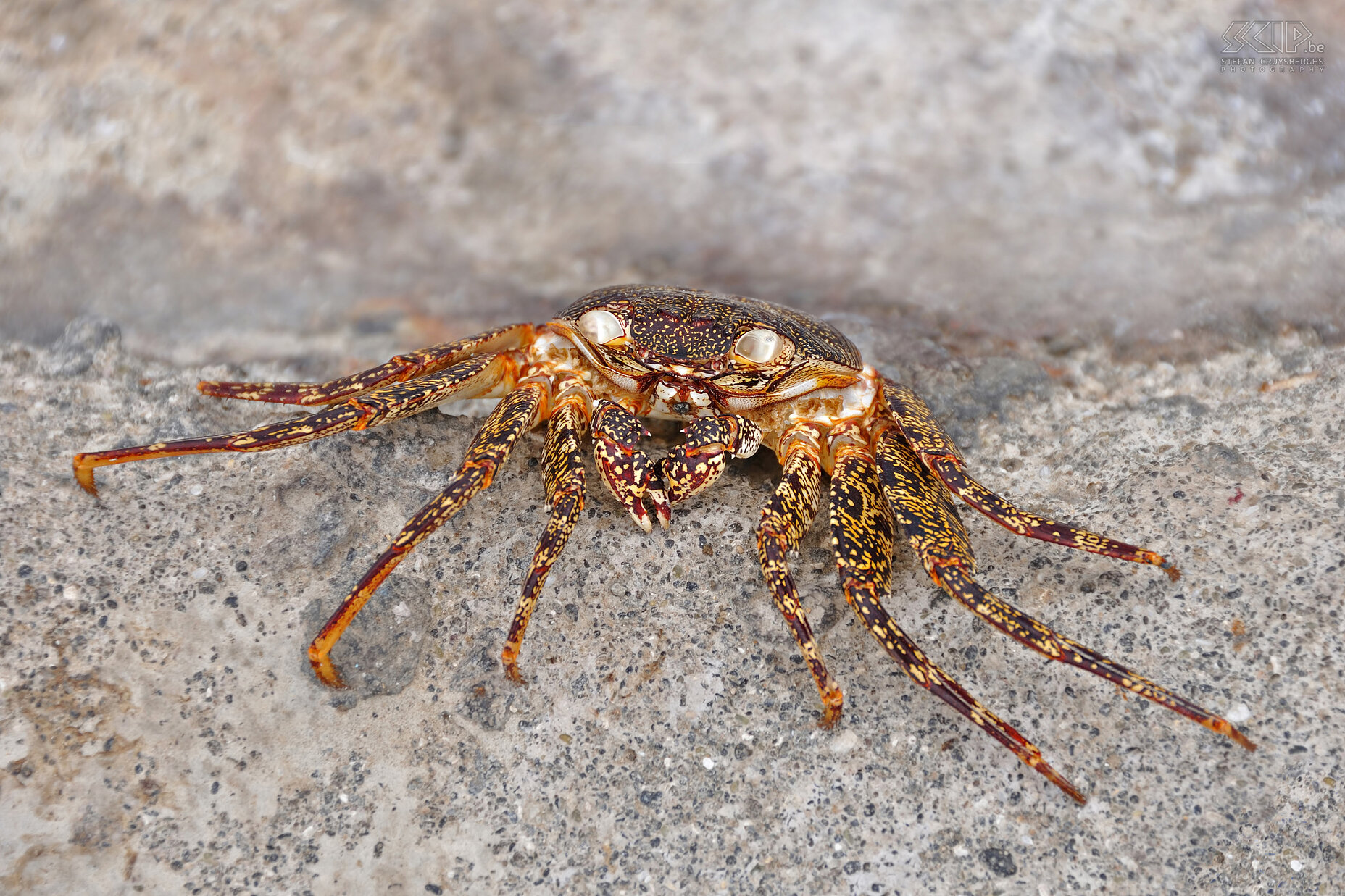 Galapagos - Floreana - Grapsus grapsus De kleurrijke grapsus grapsus krabben kan je op alle rotskusten aantreffen. Stefan Cruysberghs